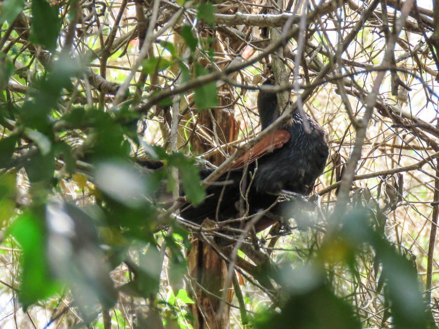 Malagasy Coucal - ML646369486