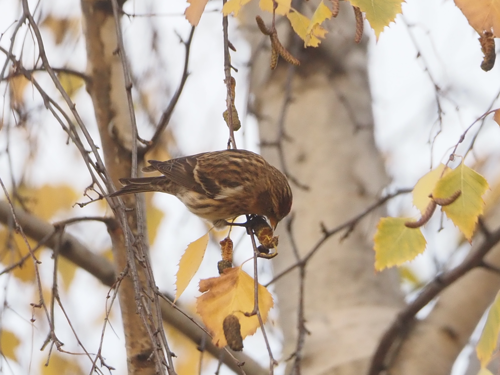 Redpoll (Lesser) - ML646369487