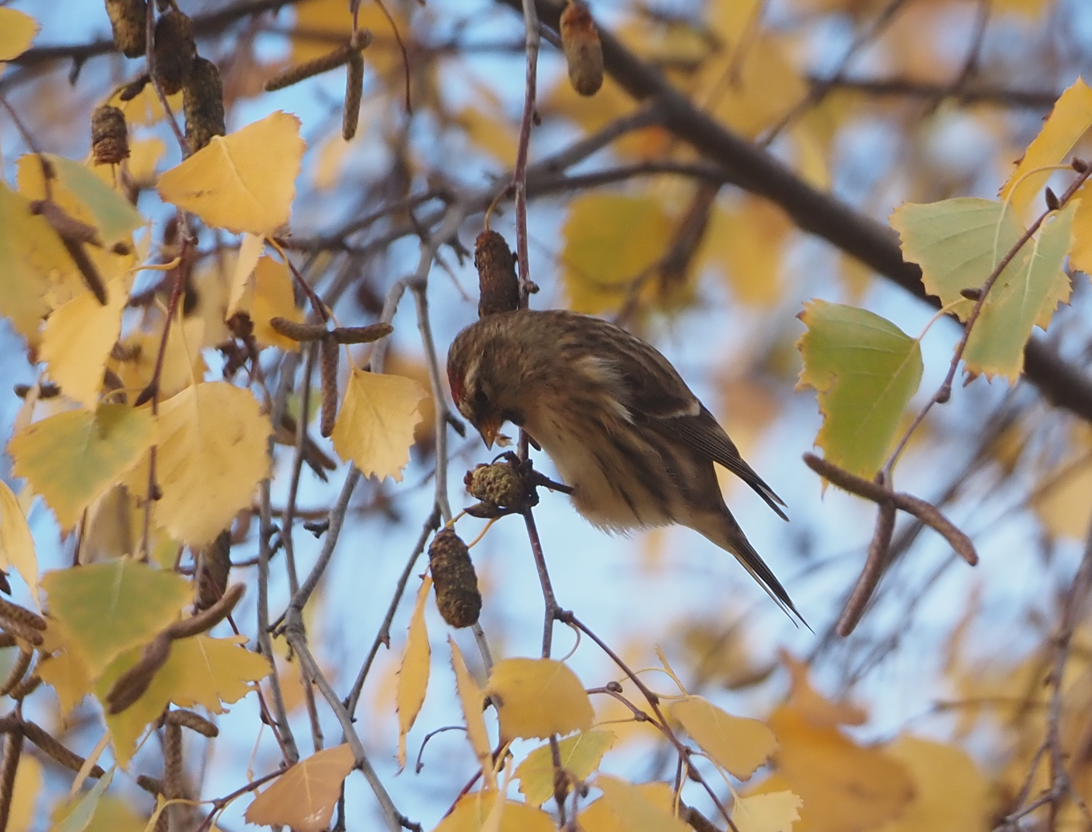 Redpoll (Lesser) - ML646369488