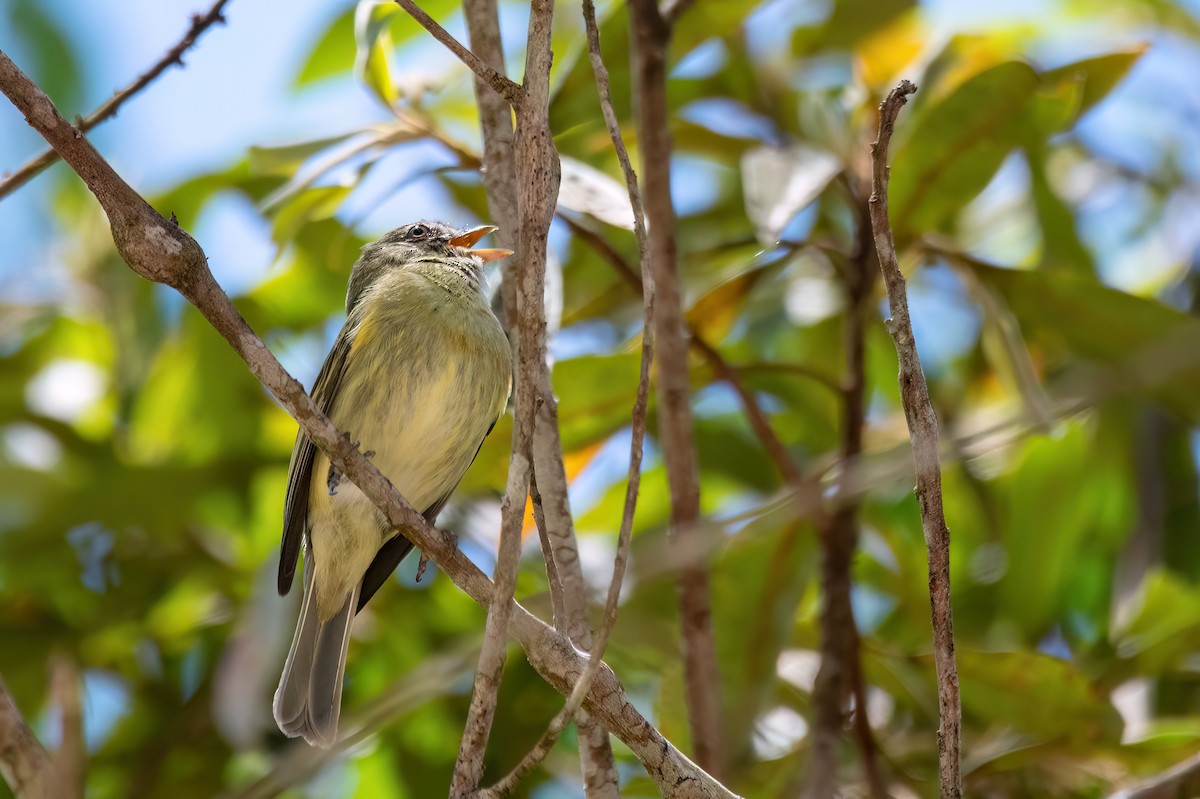 Rough-legged Tyrannulet - ML646369491