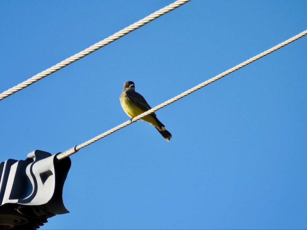 Cassin's Kingbird - ML646369493