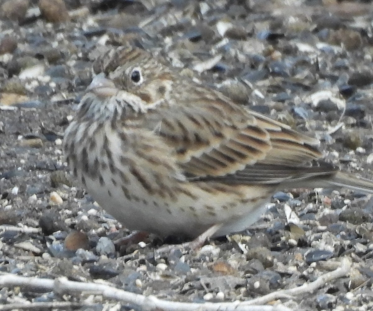 Vesper Sparrow - ML646369496