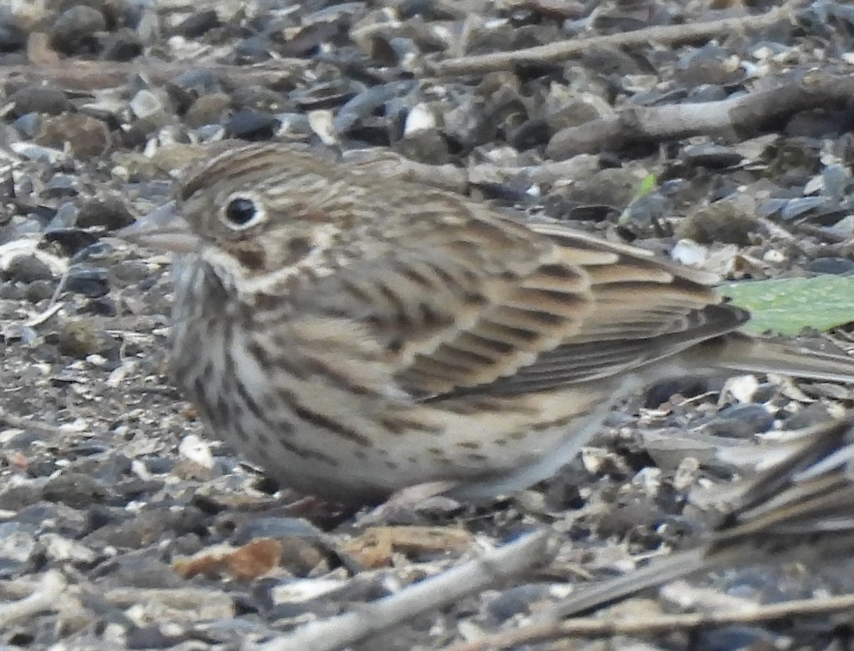 Vesper Sparrow - ML646369497