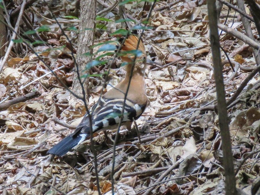 Malagasy Coucal - ML646369499