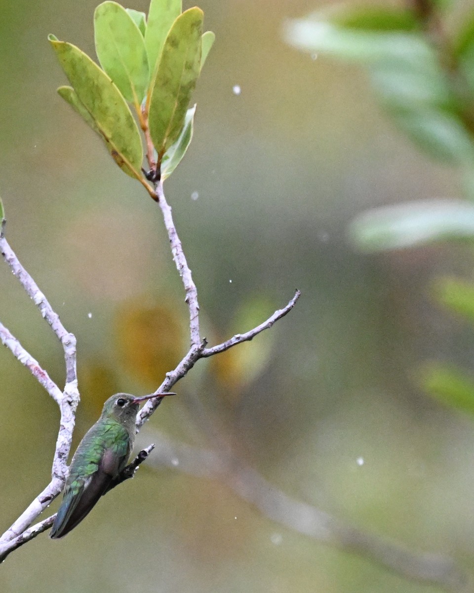 Green-tailed Goldenthroat - ML646369502