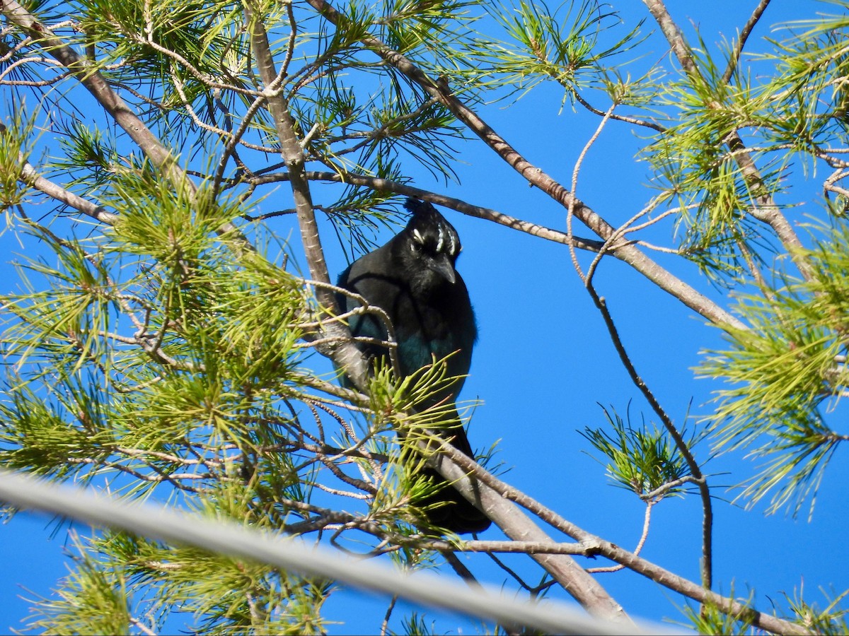Steller's Jay - ML646369503