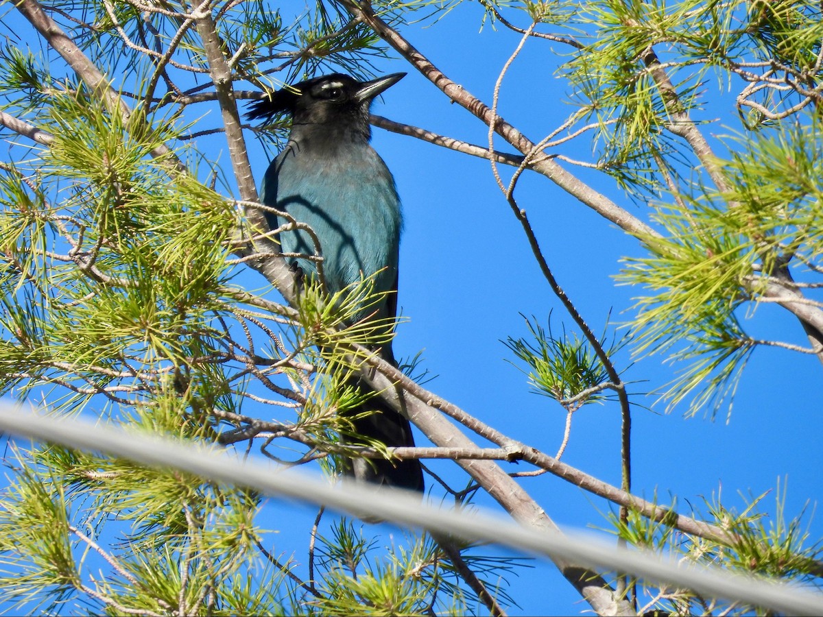 Steller's Jay - ML646369504