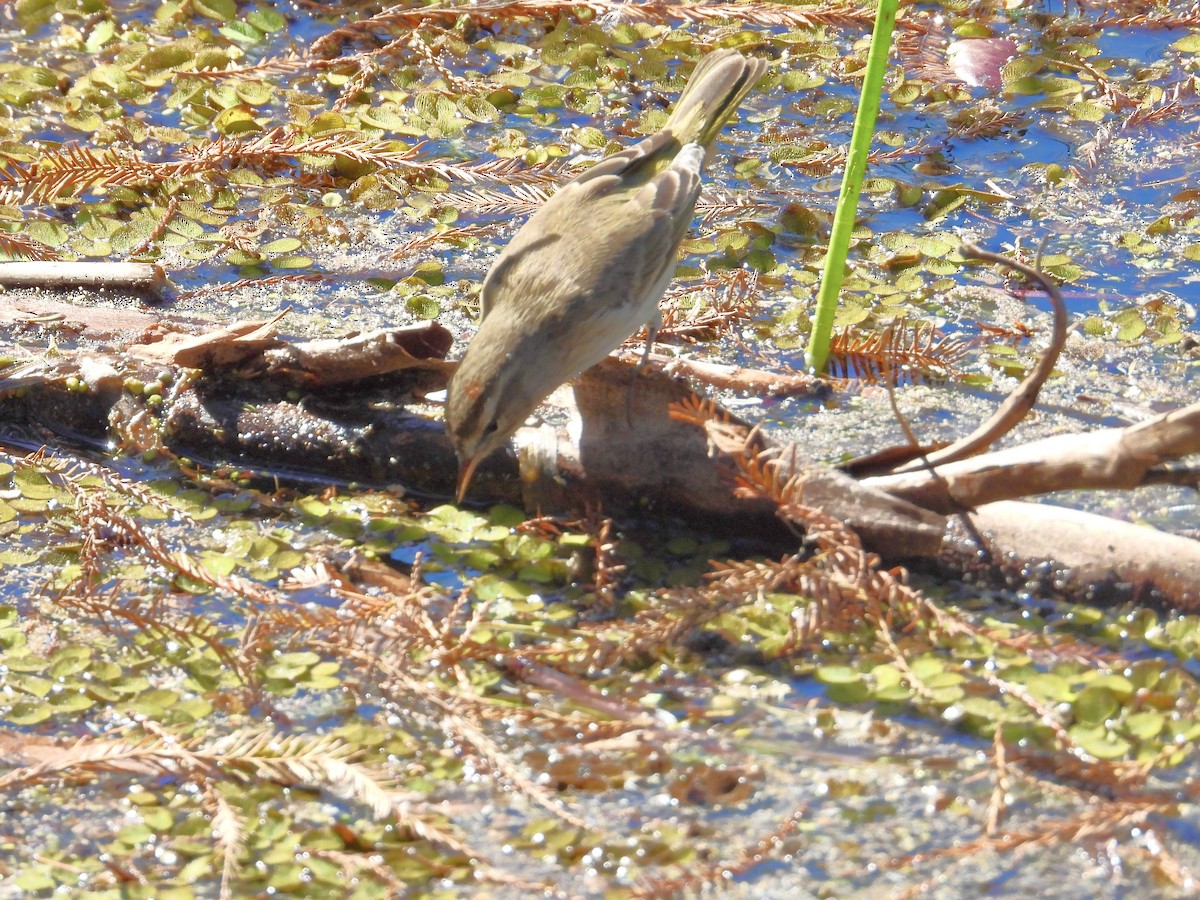 Palm Warbler - ML646369507