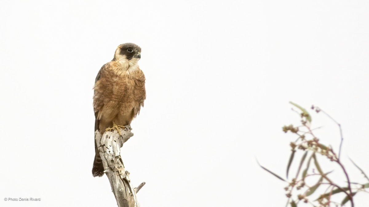 Australian Hobby - ML646369508
