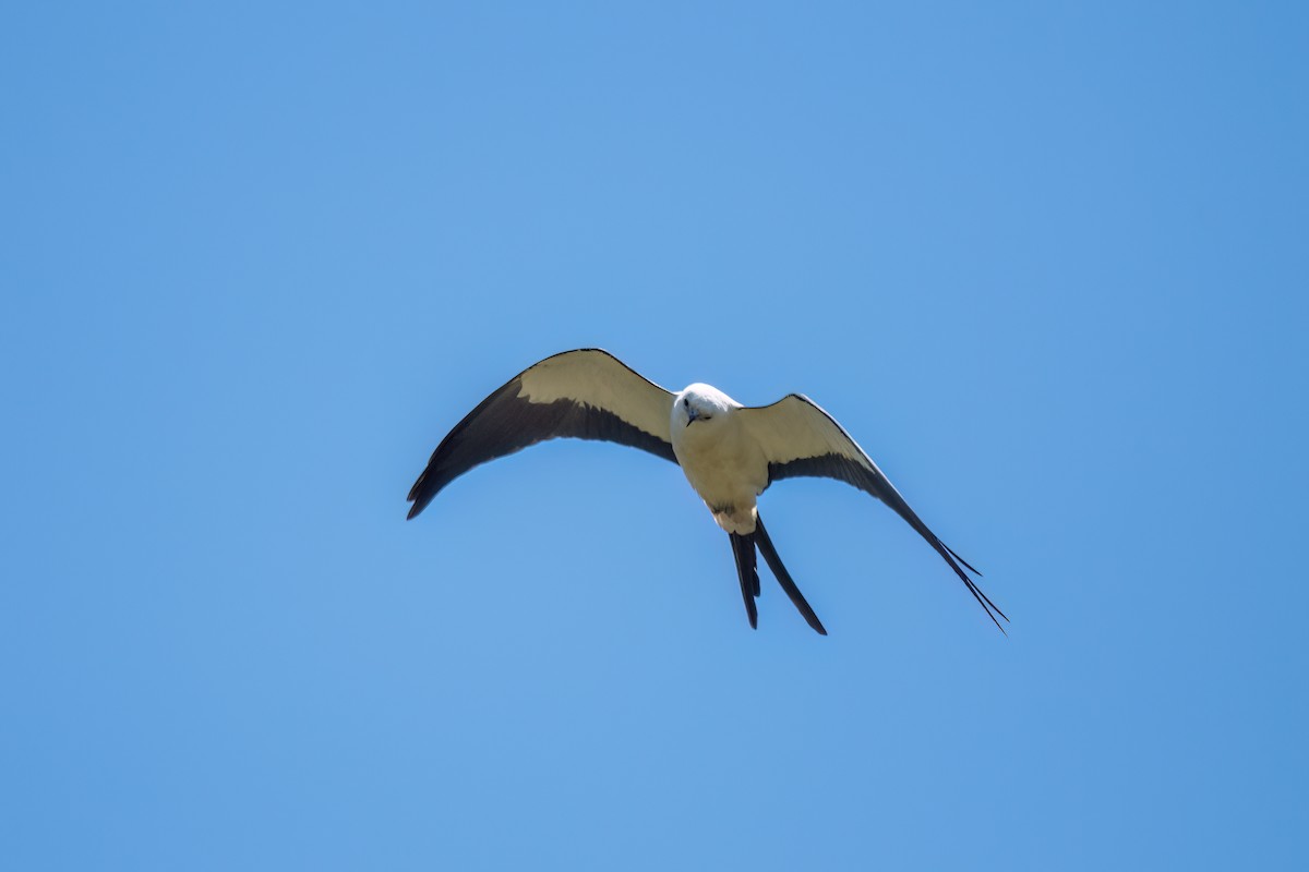 Swallow-tailed Kite - ML646369509