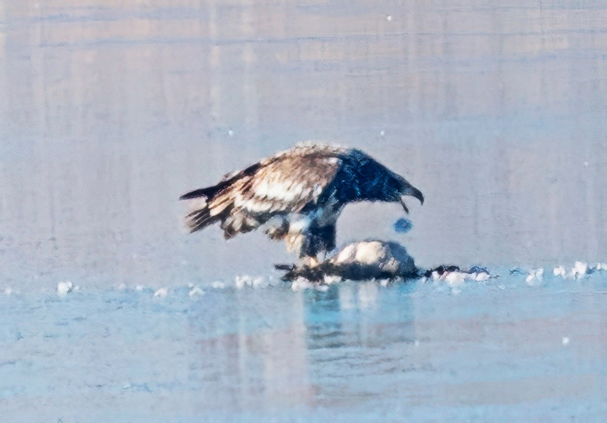 Bald Eagle - ML646369511
