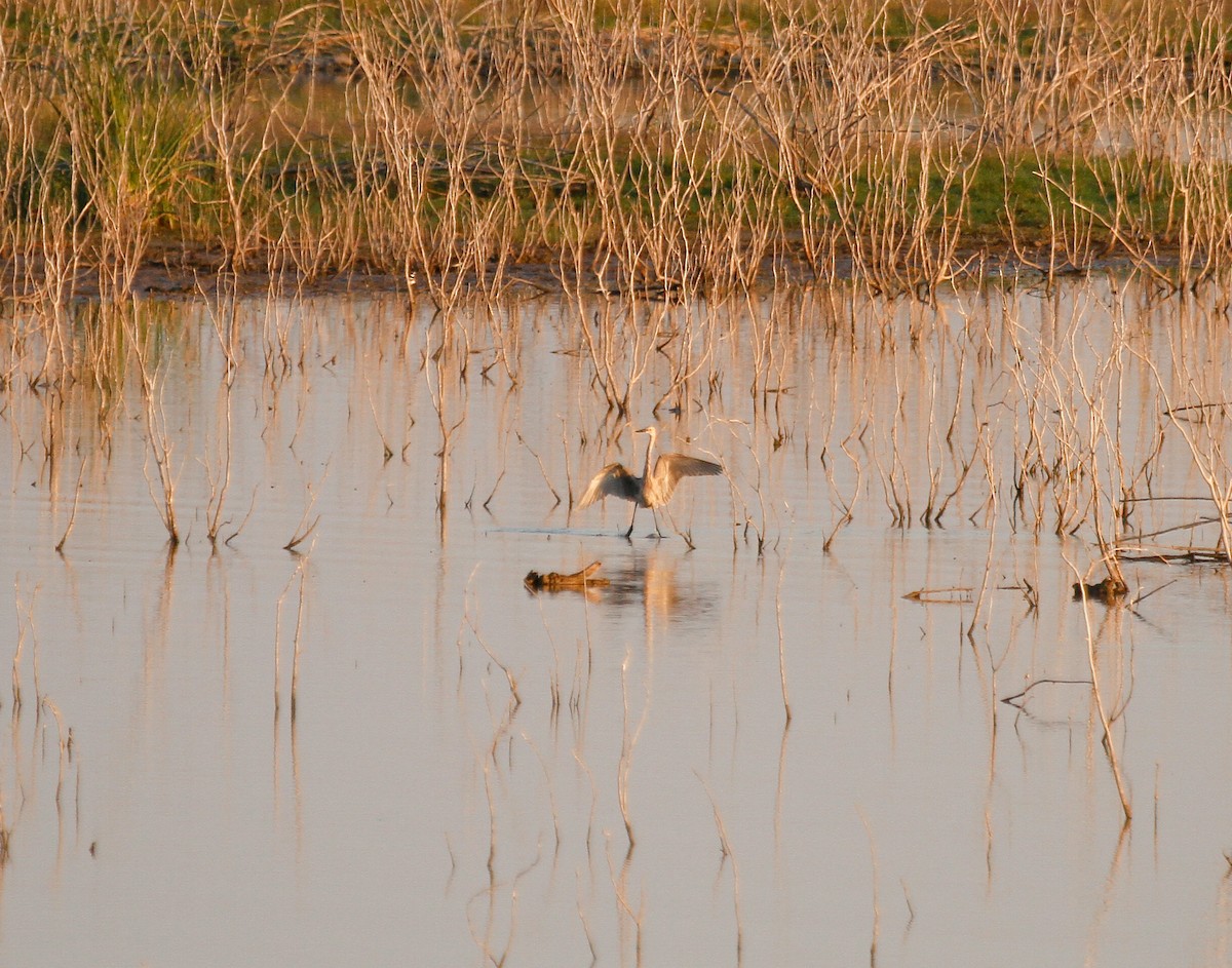 Reddish Egret - ML646369512
