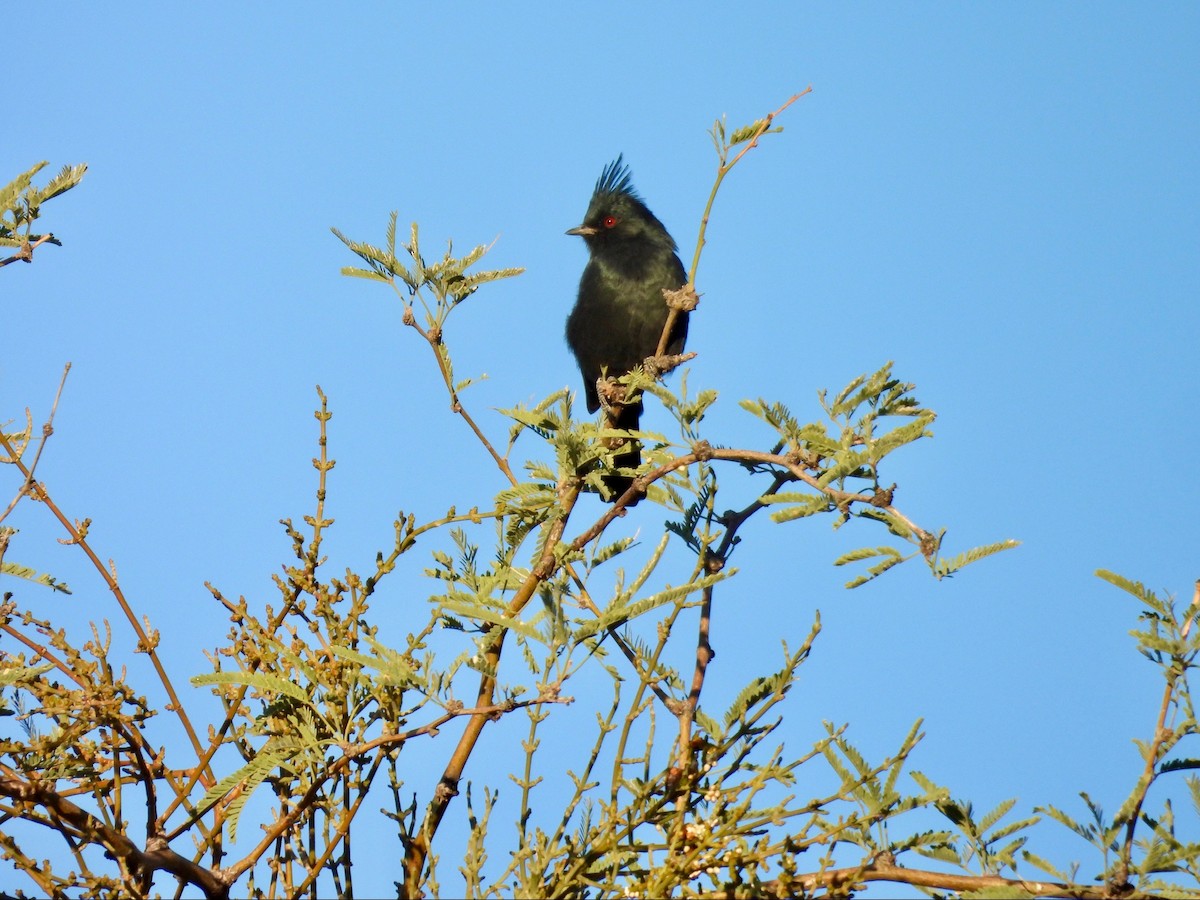 Phainopepla - ML646369518