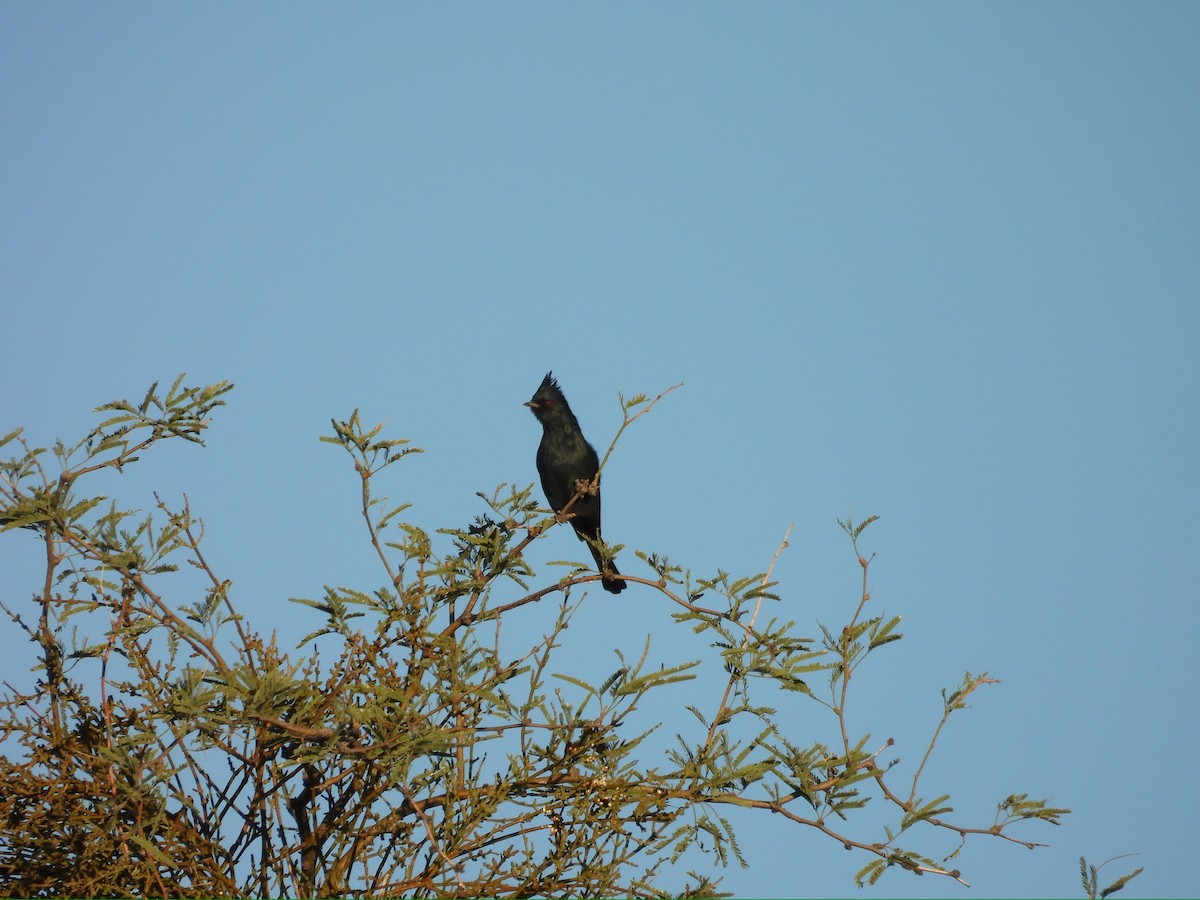 Phainopepla - ML646369519