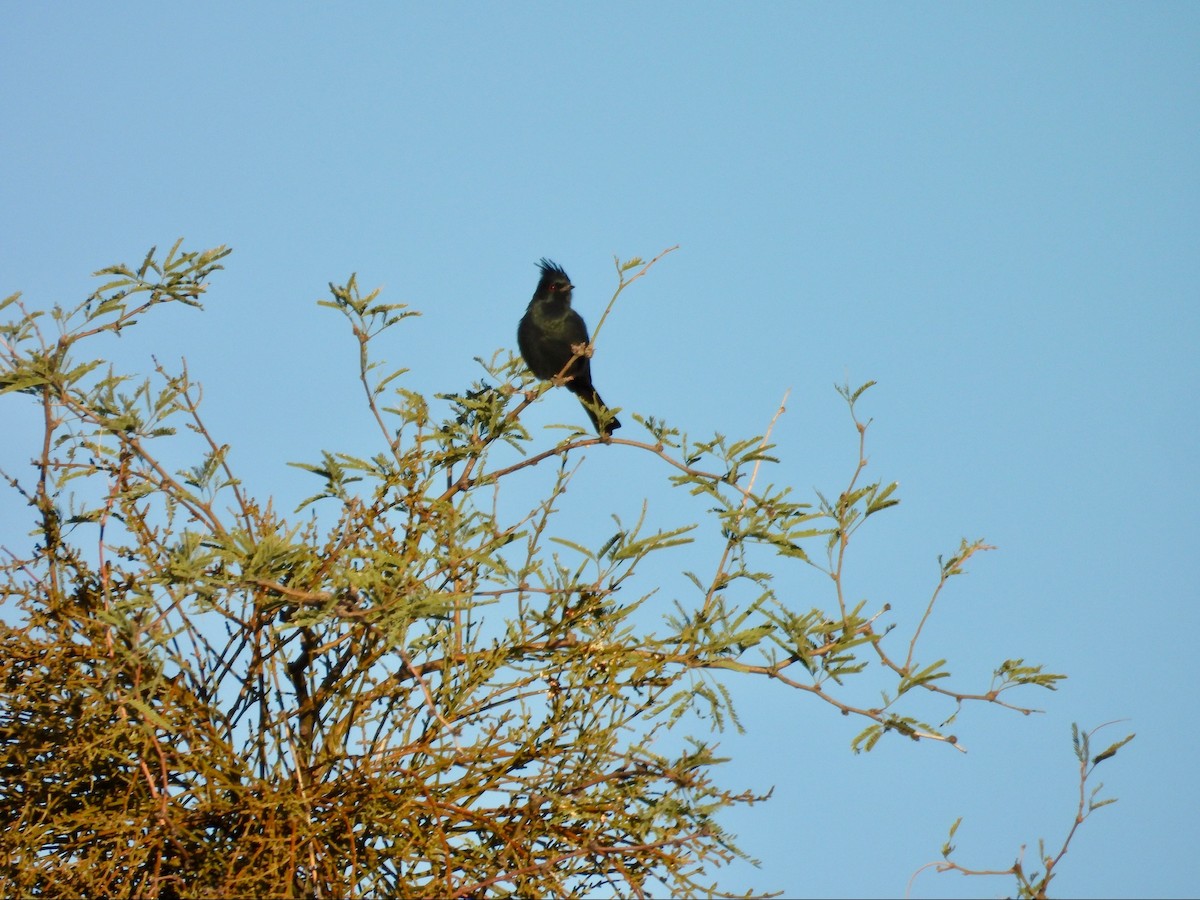 Phainopepla - ML646369520