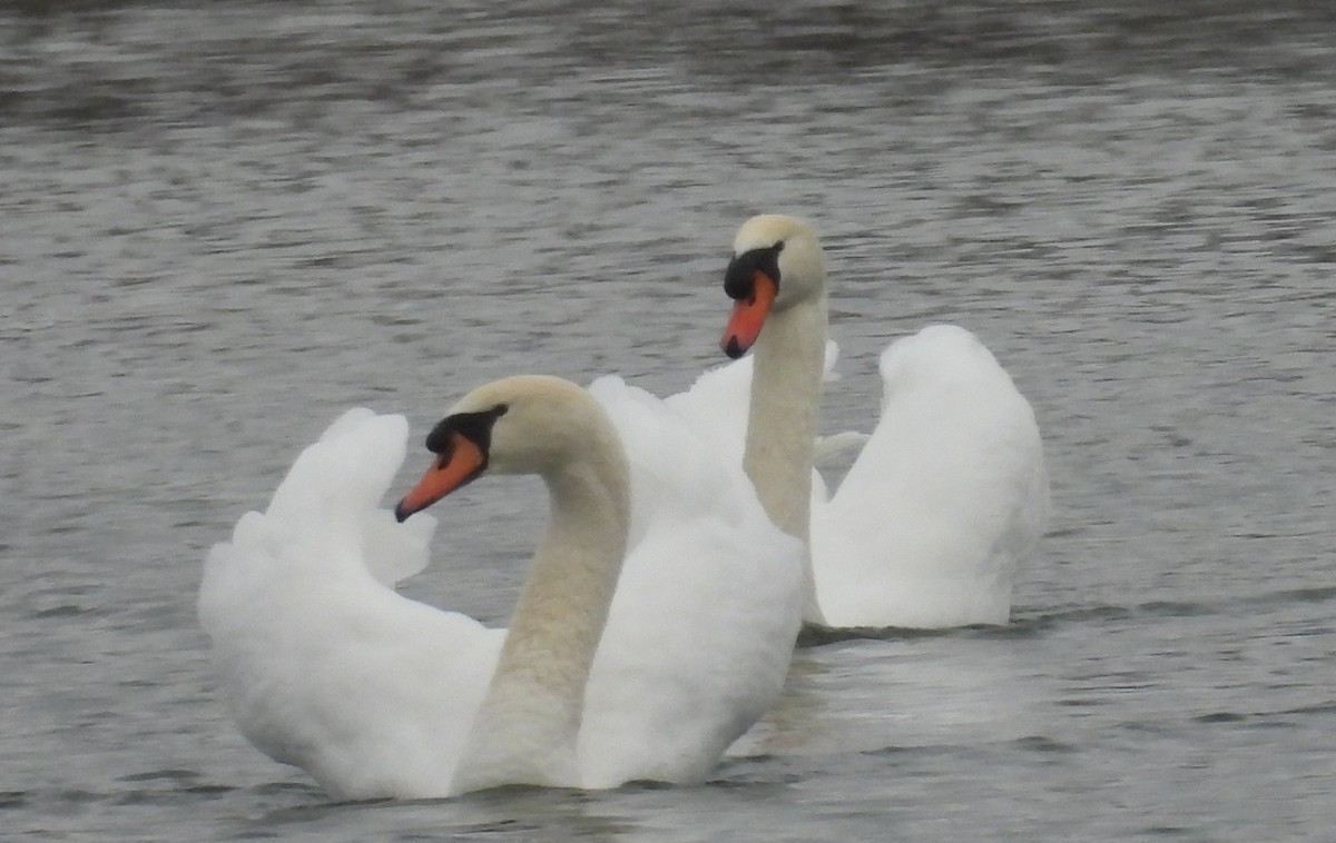 Mute Swan - ML646369526