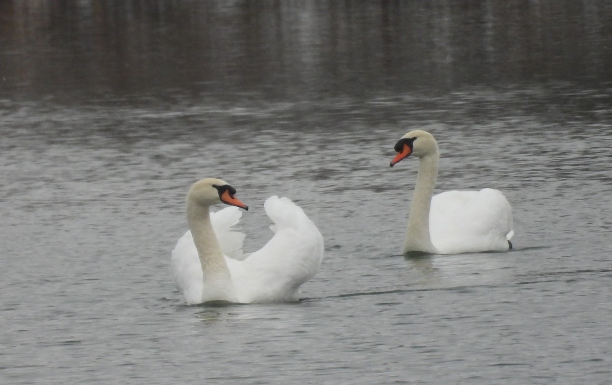 Mute Swan - ML646369527