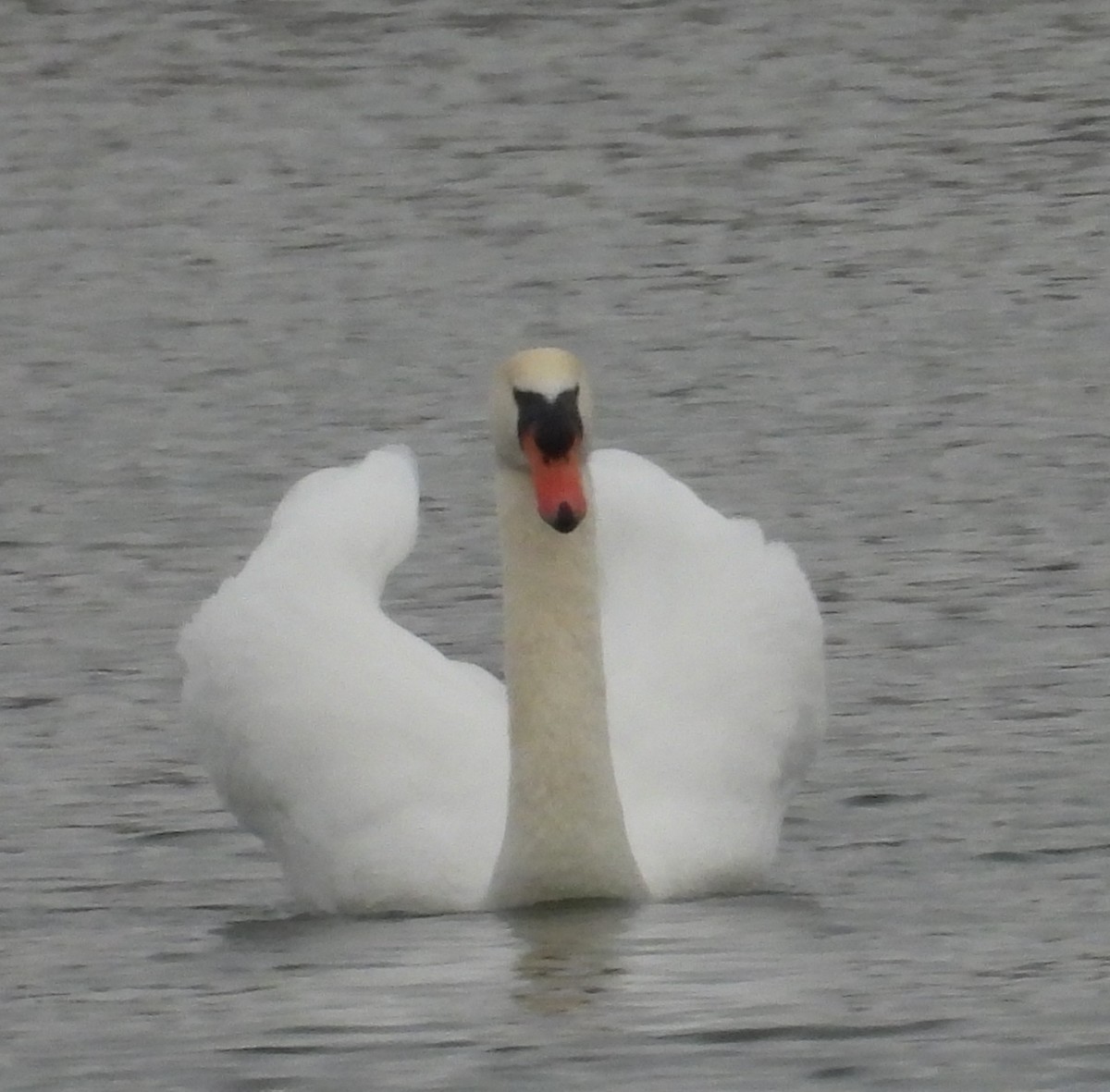 Mute Swan - ML646369528