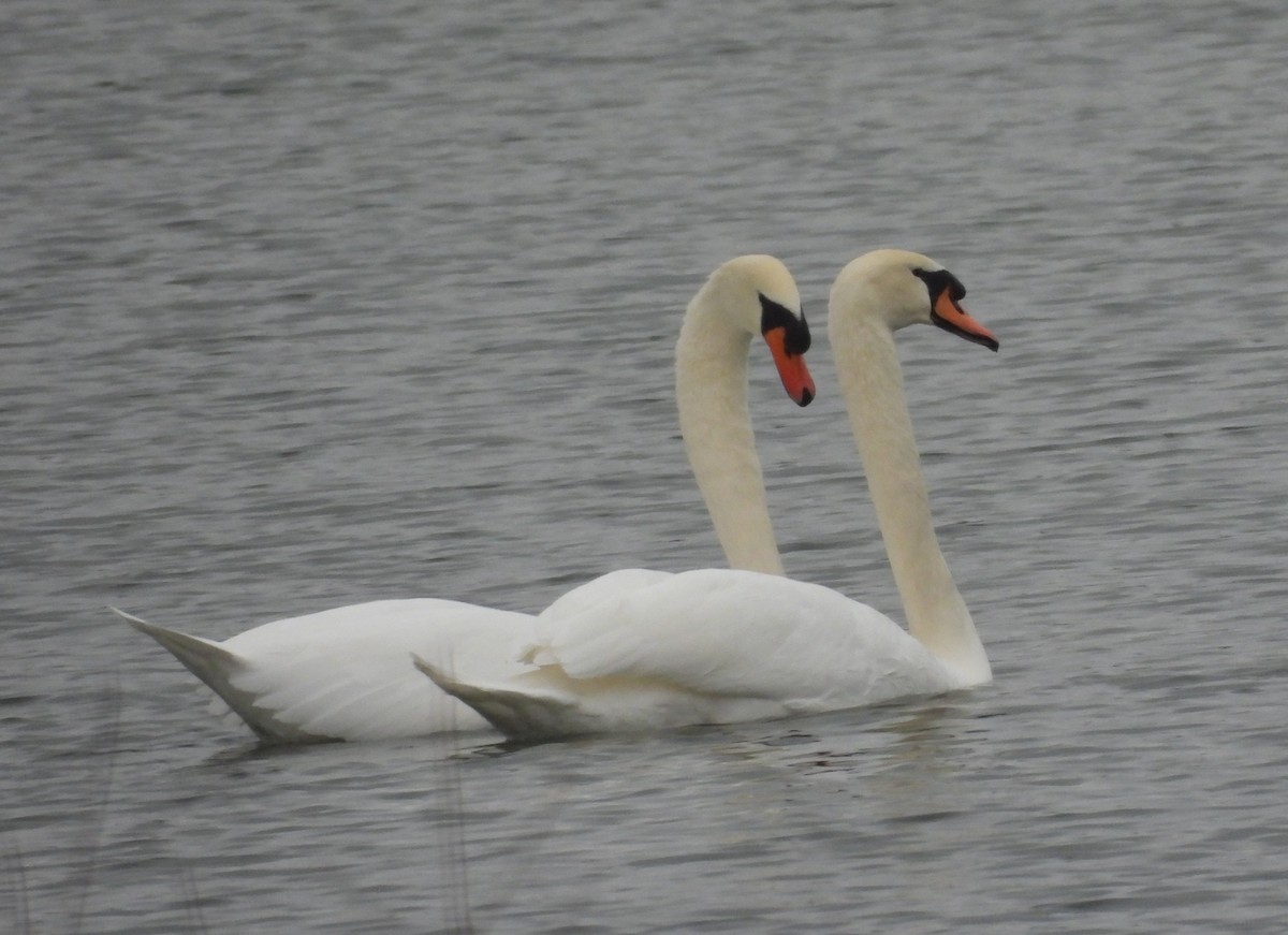 Mute Swan - ML646369529