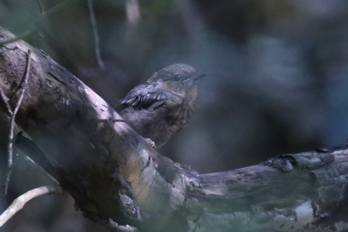Eastern Yellow Robin - ML646369534