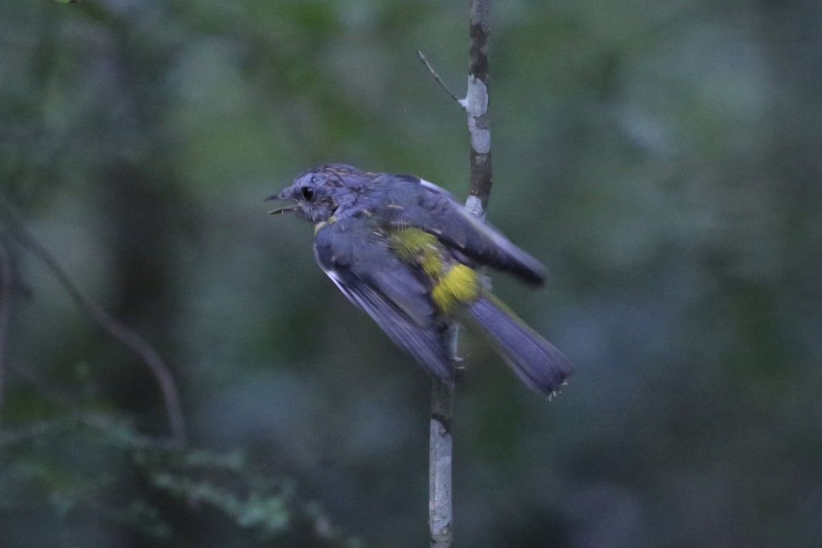 Eastern Yellow Robin - ML646369535
