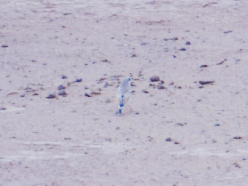 hýl trubač - ML646369536