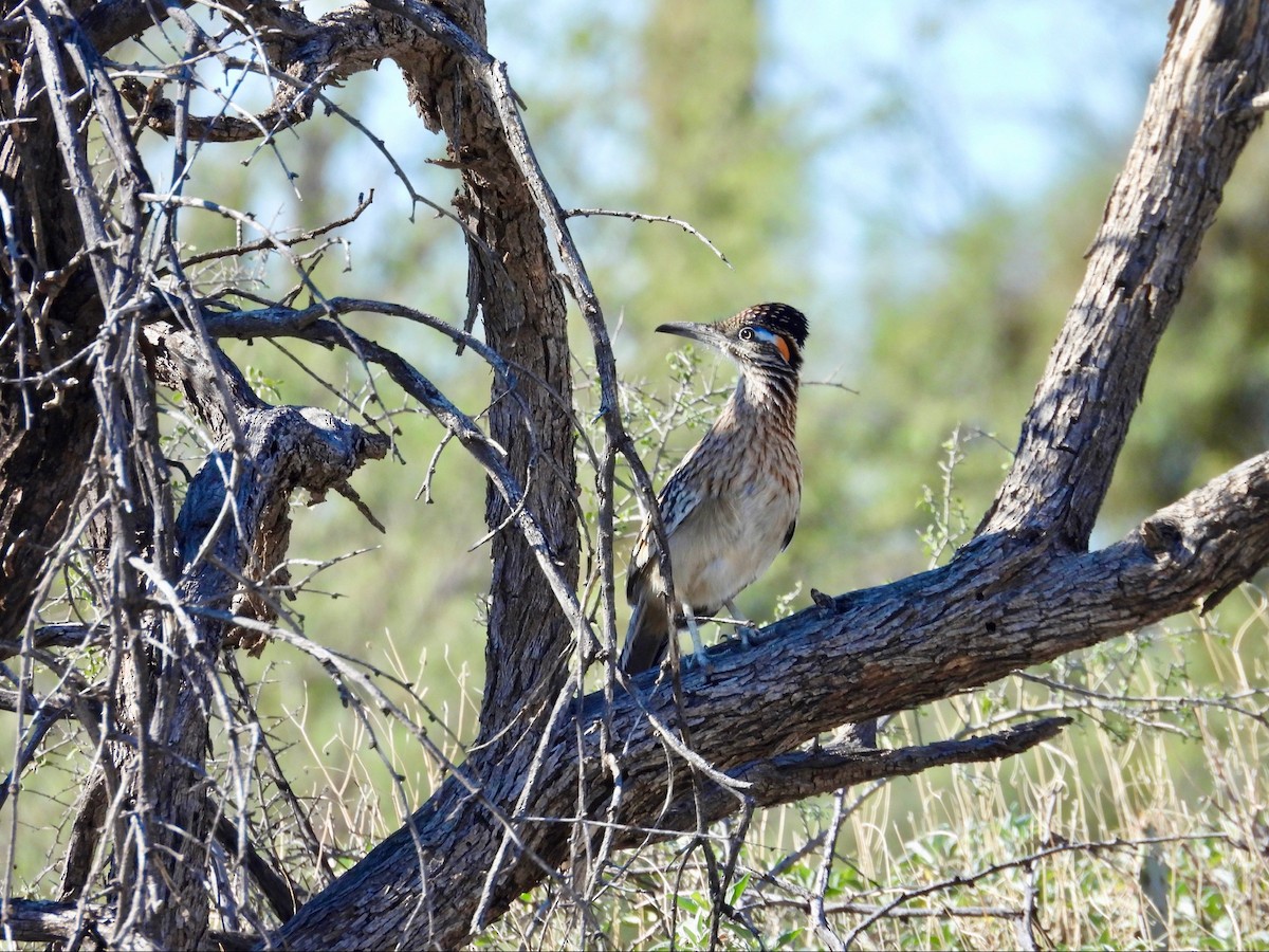 Greater Roadrunner - ML646369539