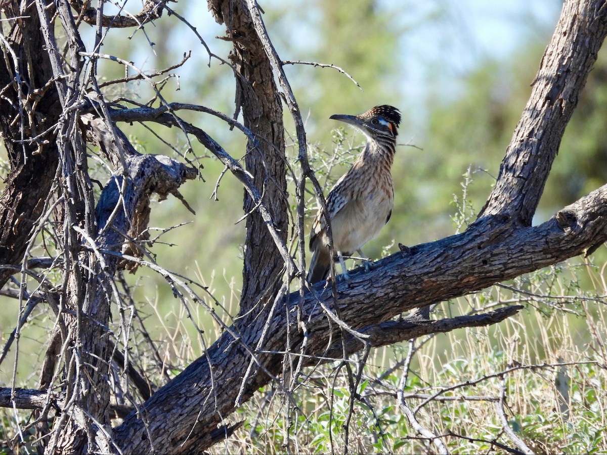 Greater Roadrunner - ML646369540