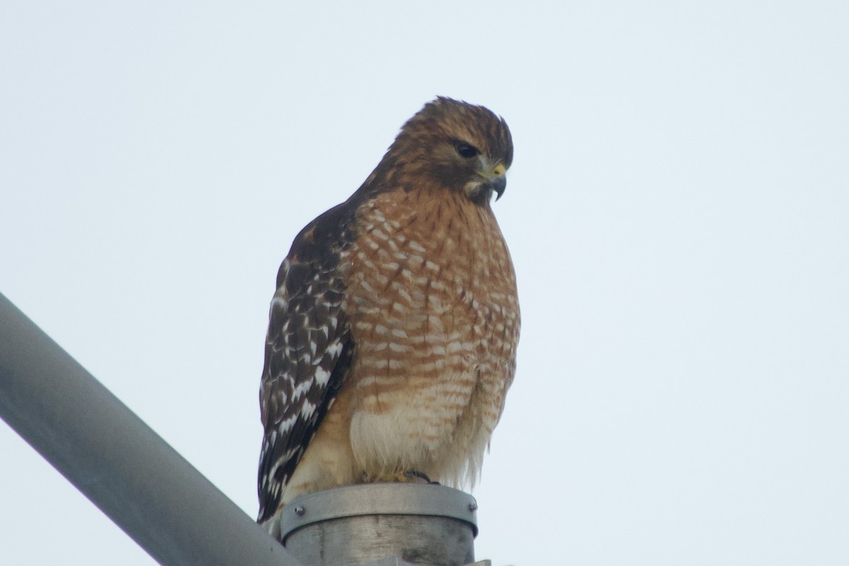 Red-shouldered Hawk - ML646369541