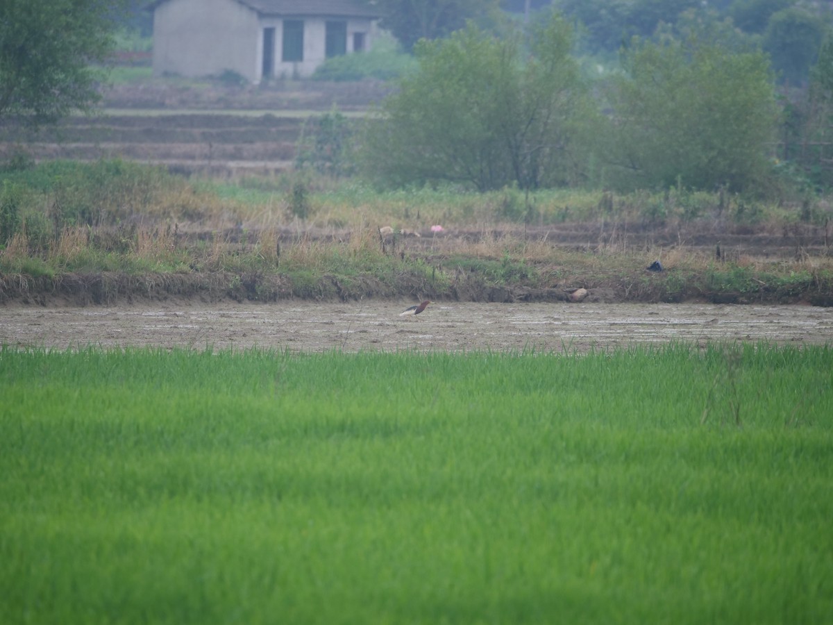 Chinese Pond-Heron - ML646369542