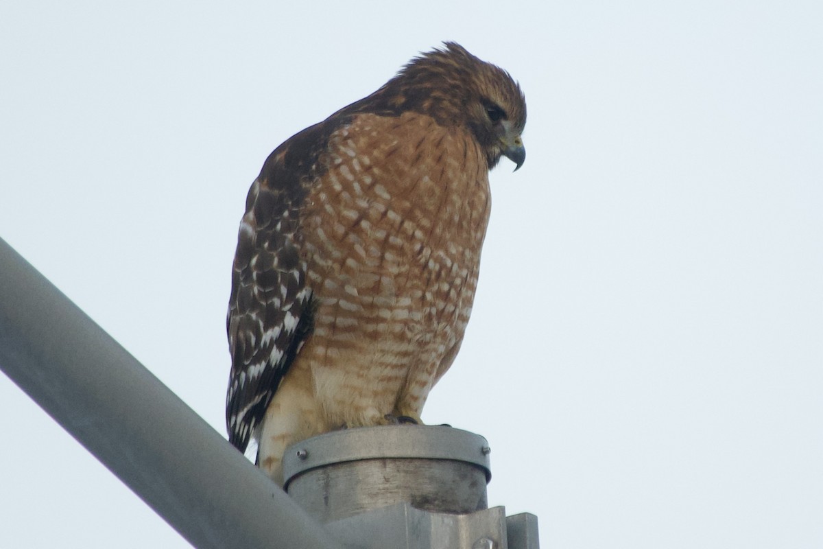 Red-shouldered Hawk - ML646369543