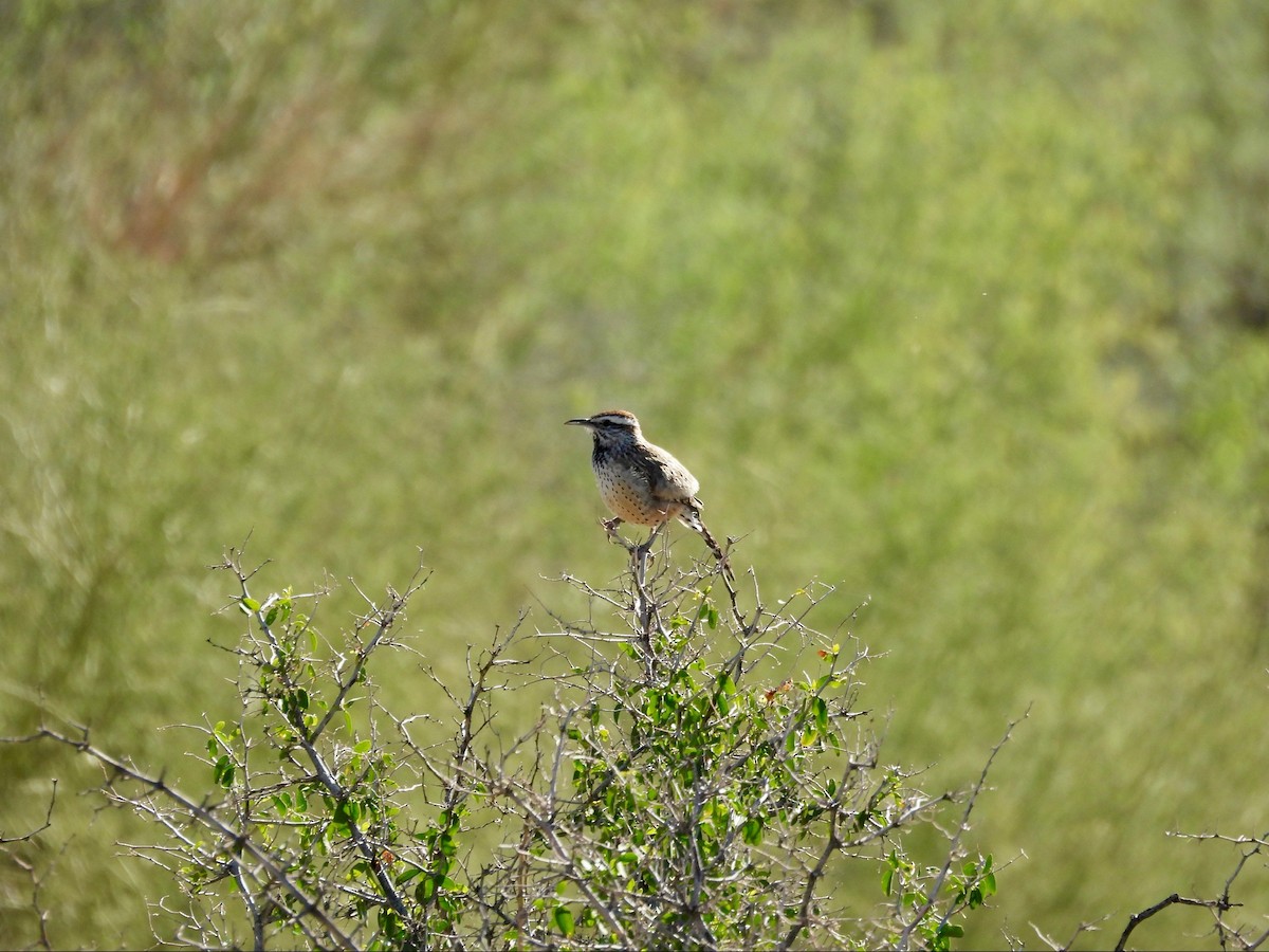 Cactus Wren - ML646369545