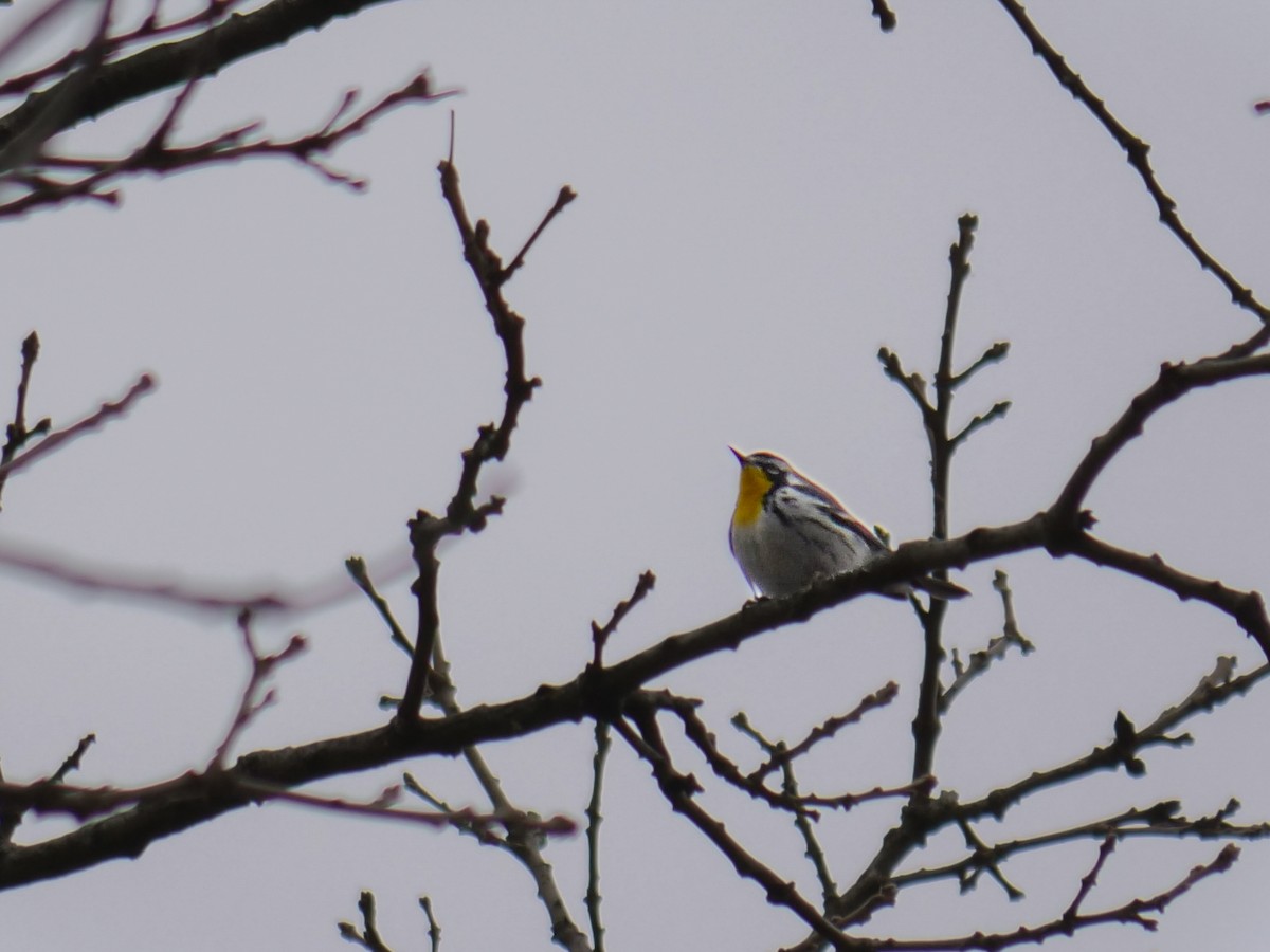 Goldkehl-Waldsänger - ML646369546