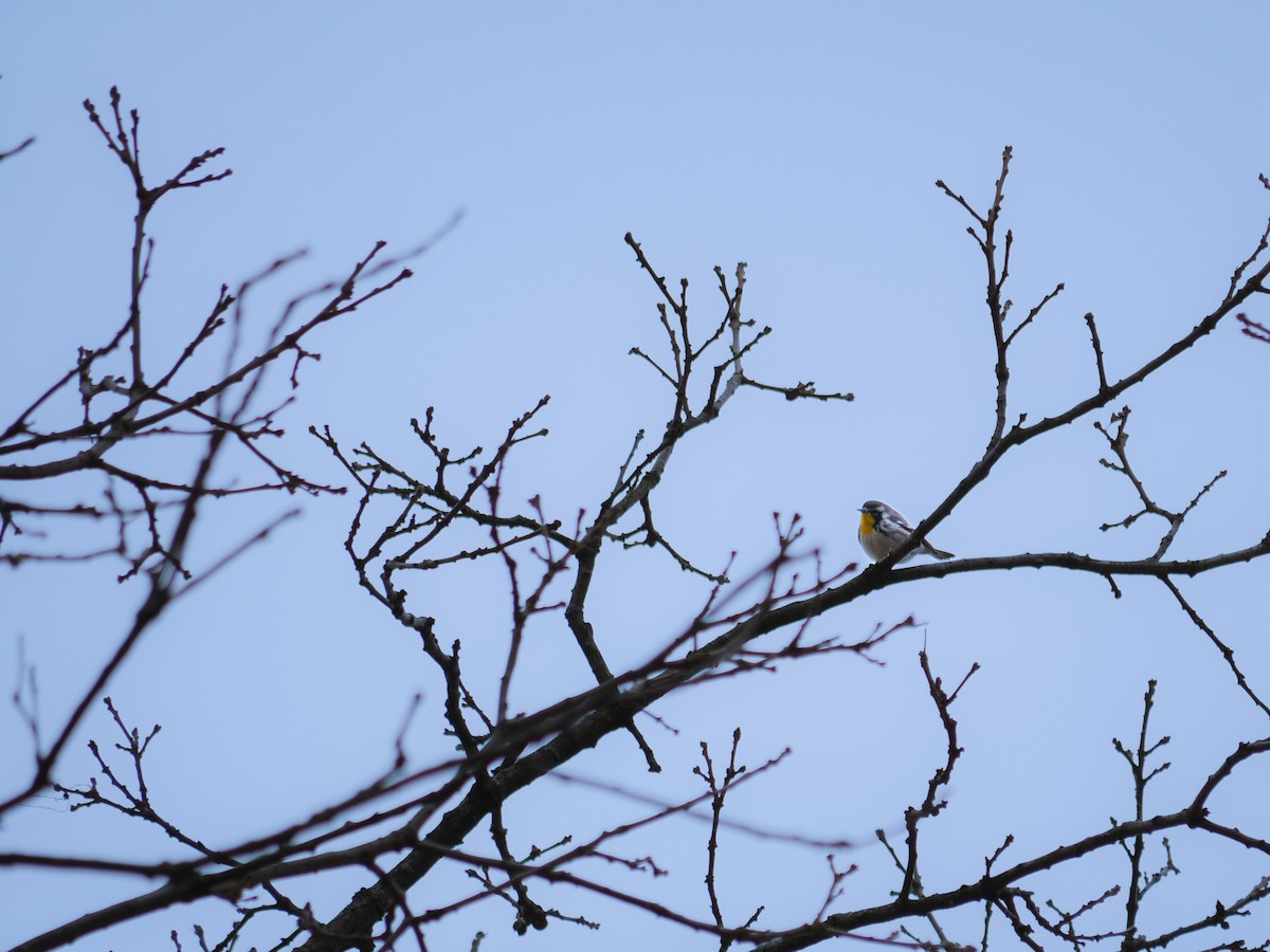 Goldkehl-Waldsänger - ML646369547