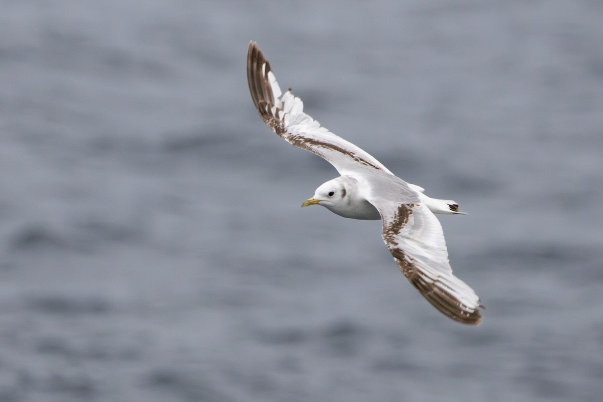 Black-legged Kittiwake (Atlantic) - ML646369550
