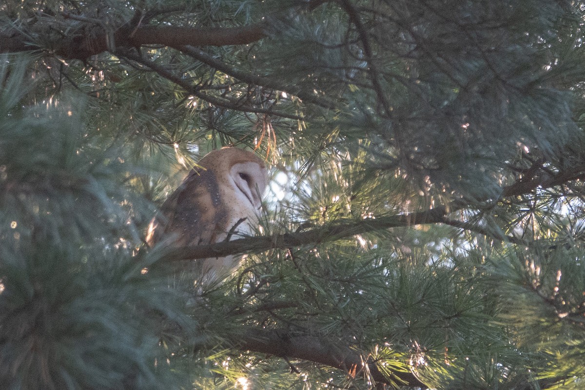 American Barn Owl - ML646369566
