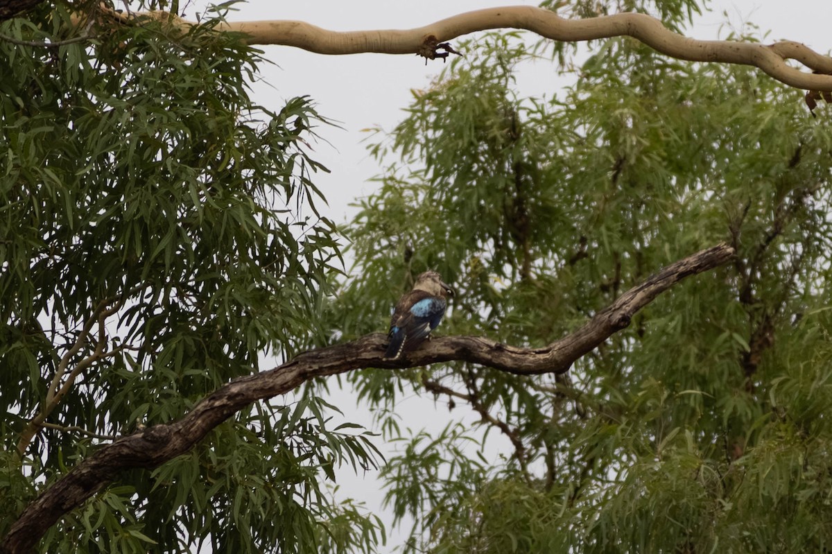 Blue-winged Kookaburra - ML646369569