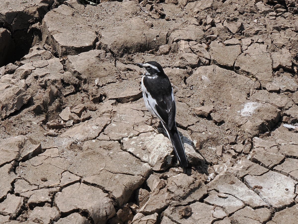 African Pied Wagtail - ML646369570