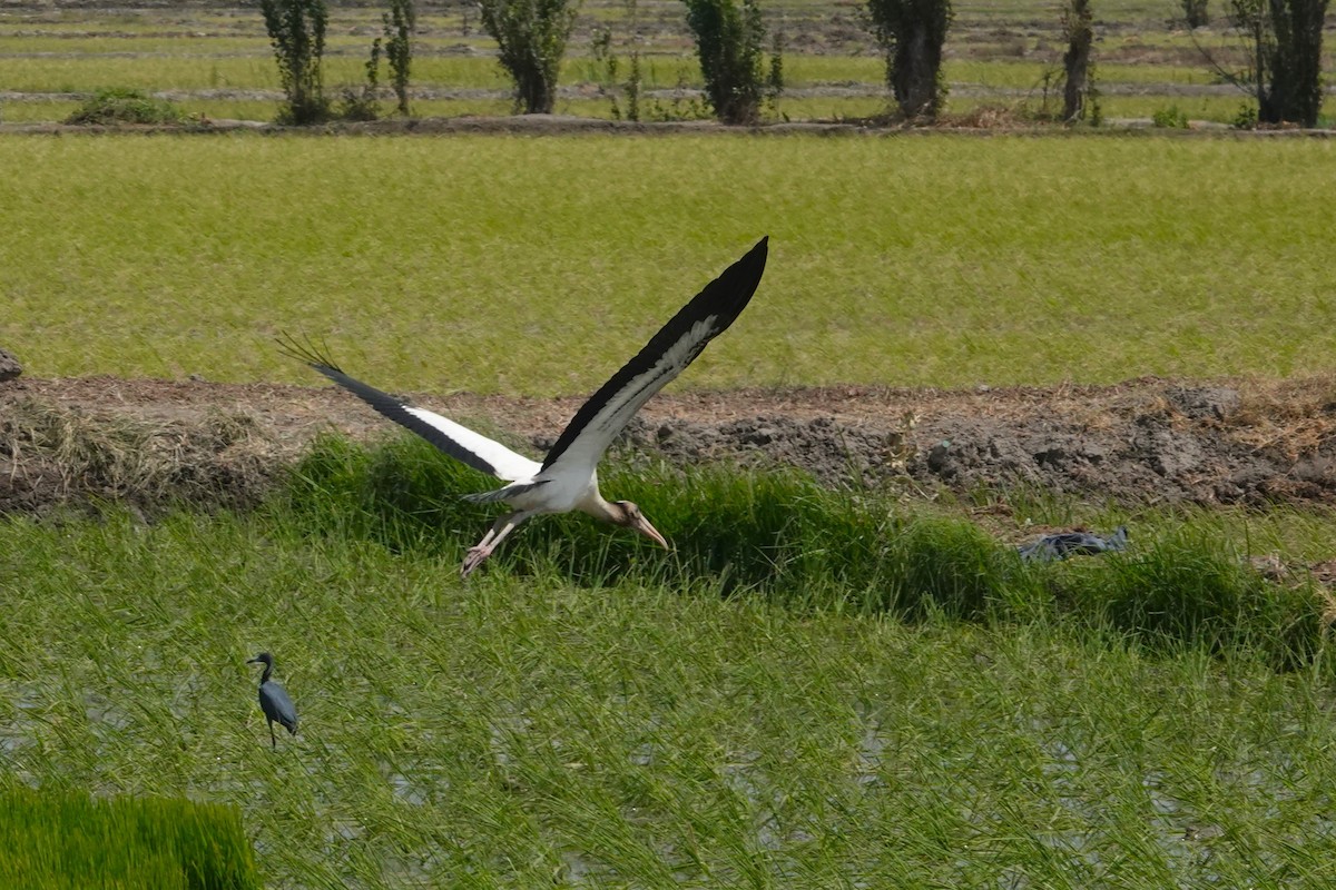 Wood Stork - ML646369575