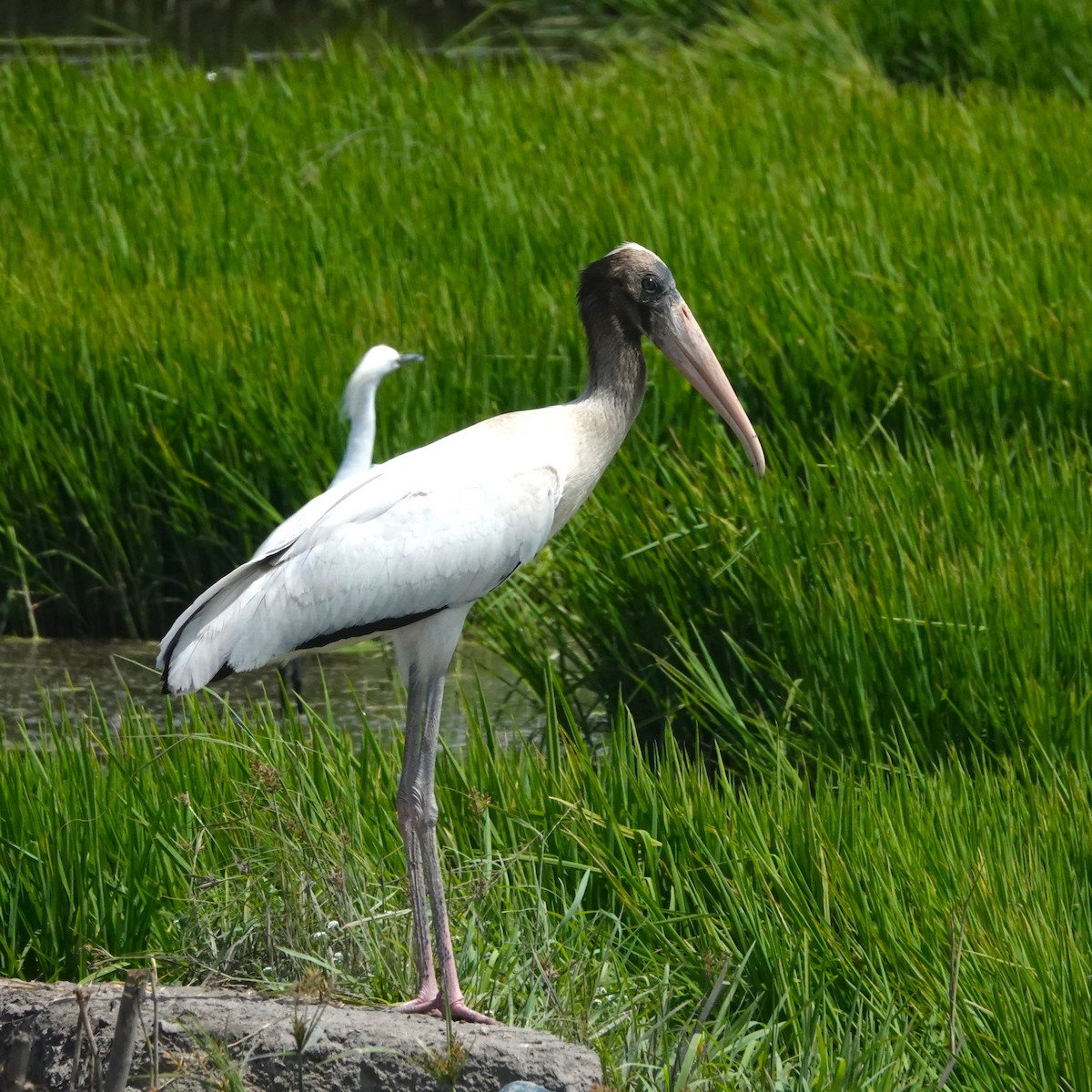 Wood Stork - ML646369577