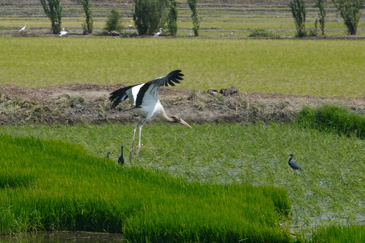 Wood Stork - ML646369578