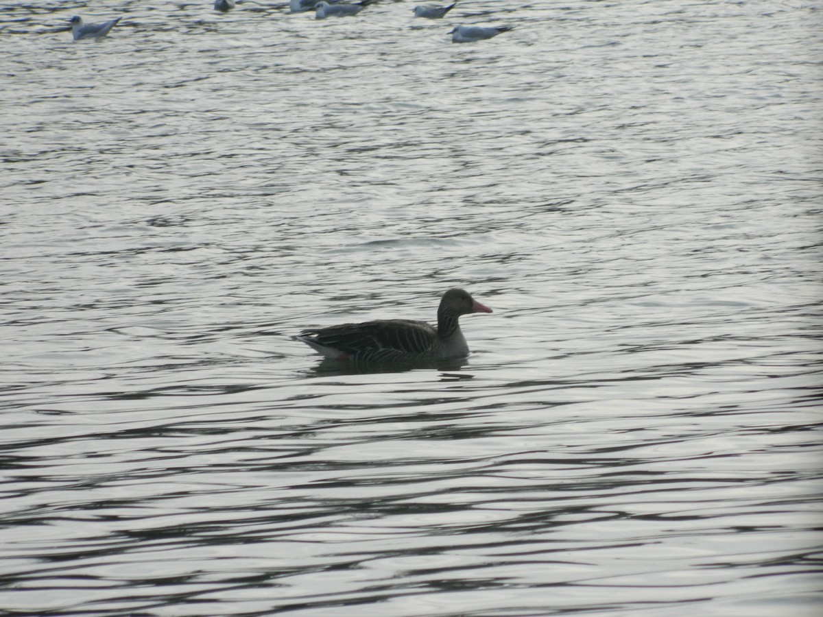 Graylag Goose - ML646369579