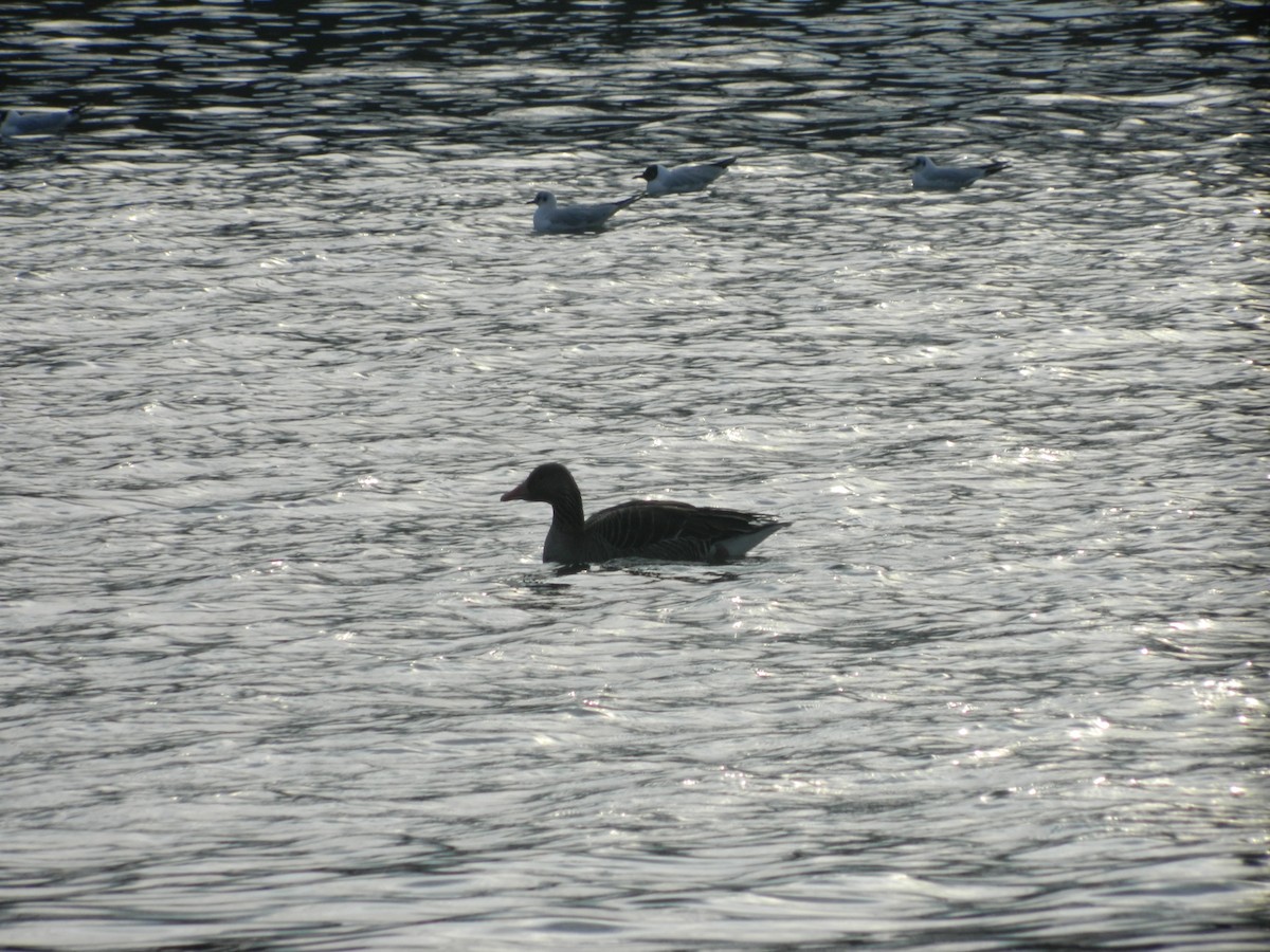Graylag Goose - ML646369580