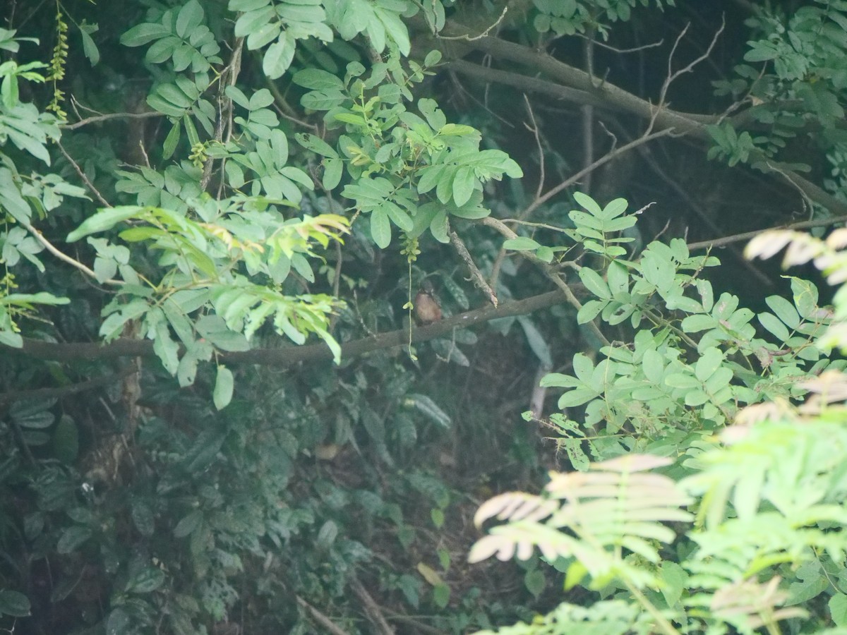 Common Kingfisher (Common) - ML646369581