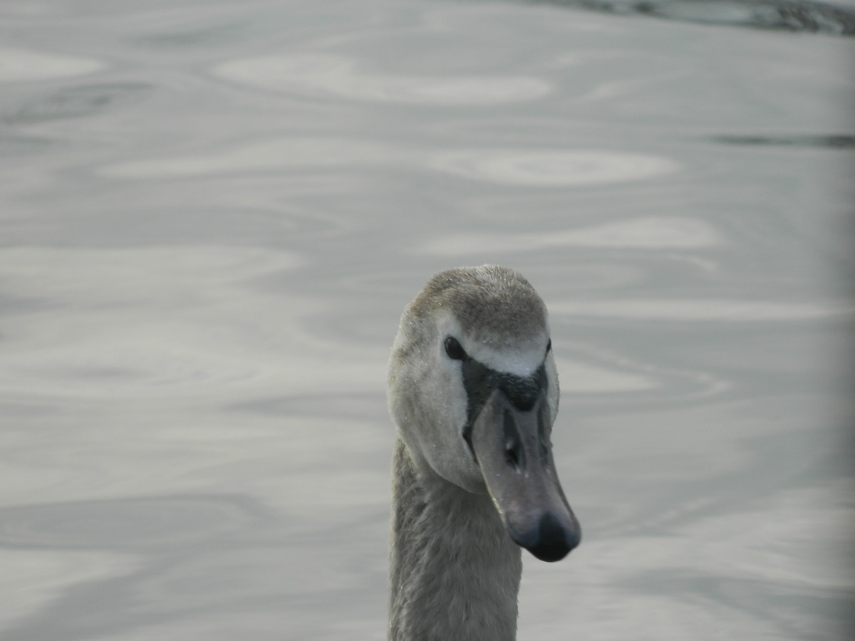 Mute Swan - ML646369585