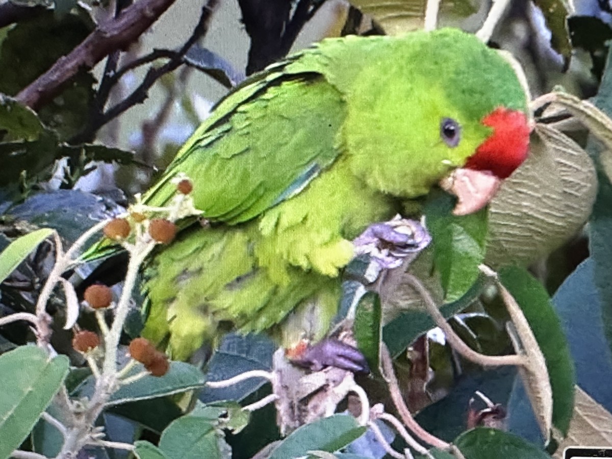 Scarlet-fronted Parakeet - ML646369586