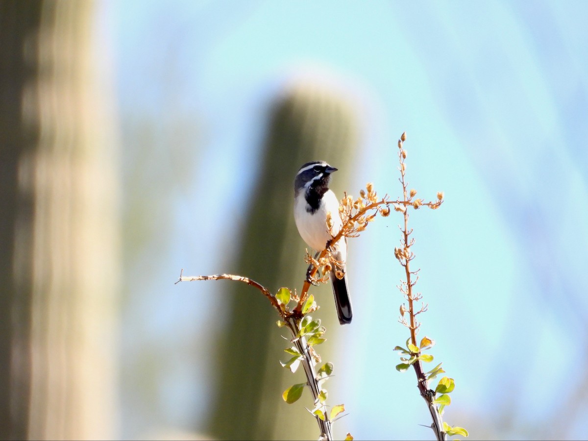 Black-throated Sparrow - ML646369587