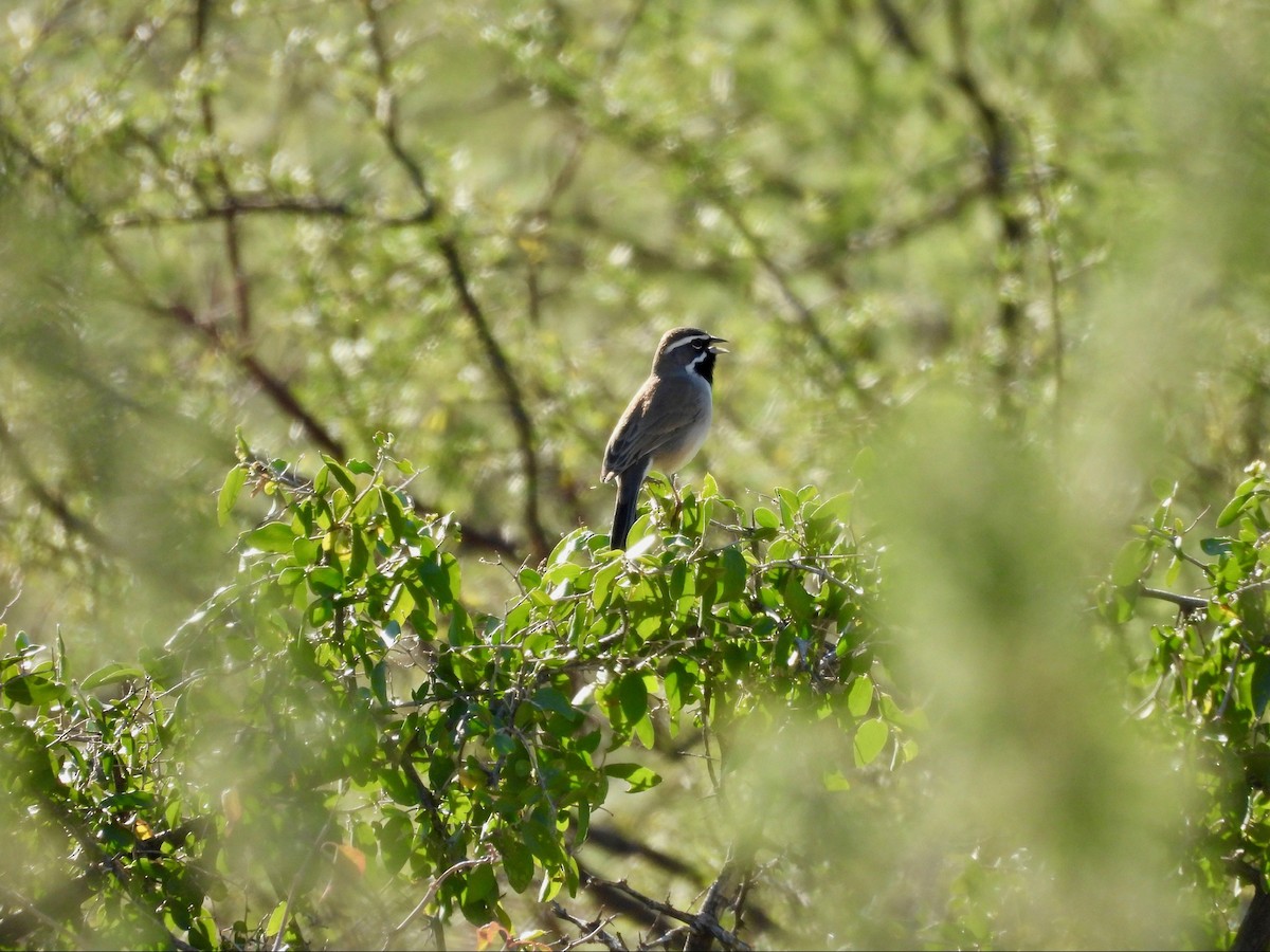Black-throated Sparrow - ML646369588