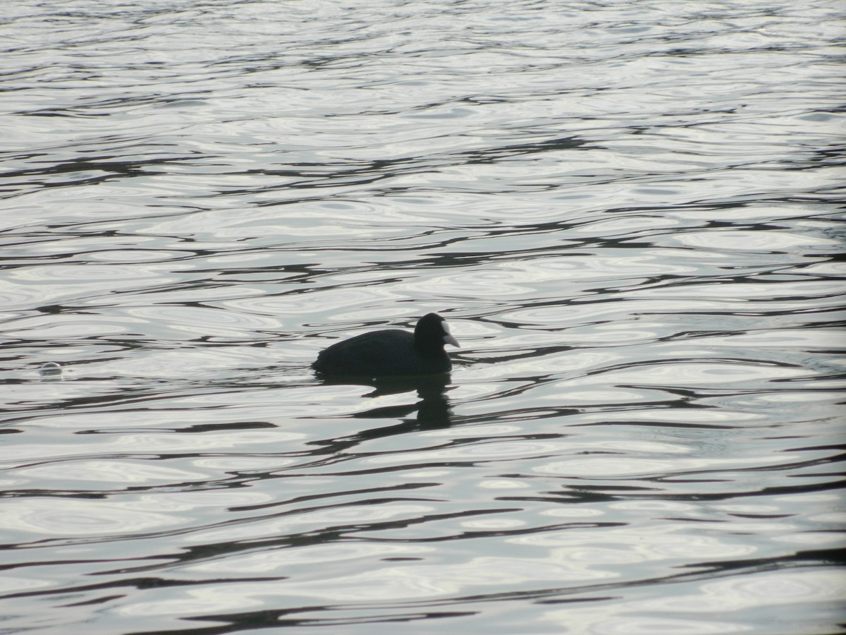 Eurasian Coot - ML646369589