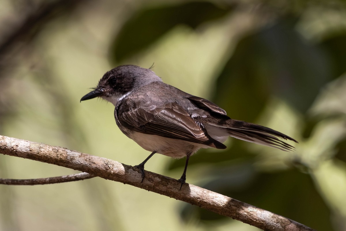 Northern Fantail - ML646369590